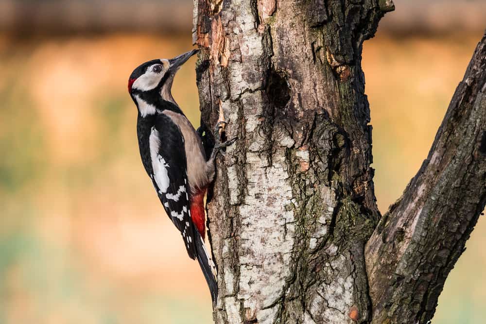 what do woodpeckers eat