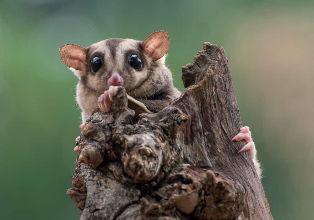 The Physical Characteristics of Sugar Gliders