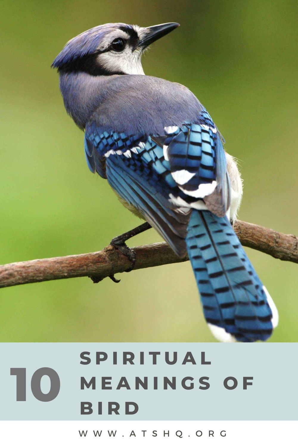 10 Spiritual Meanings of Bird