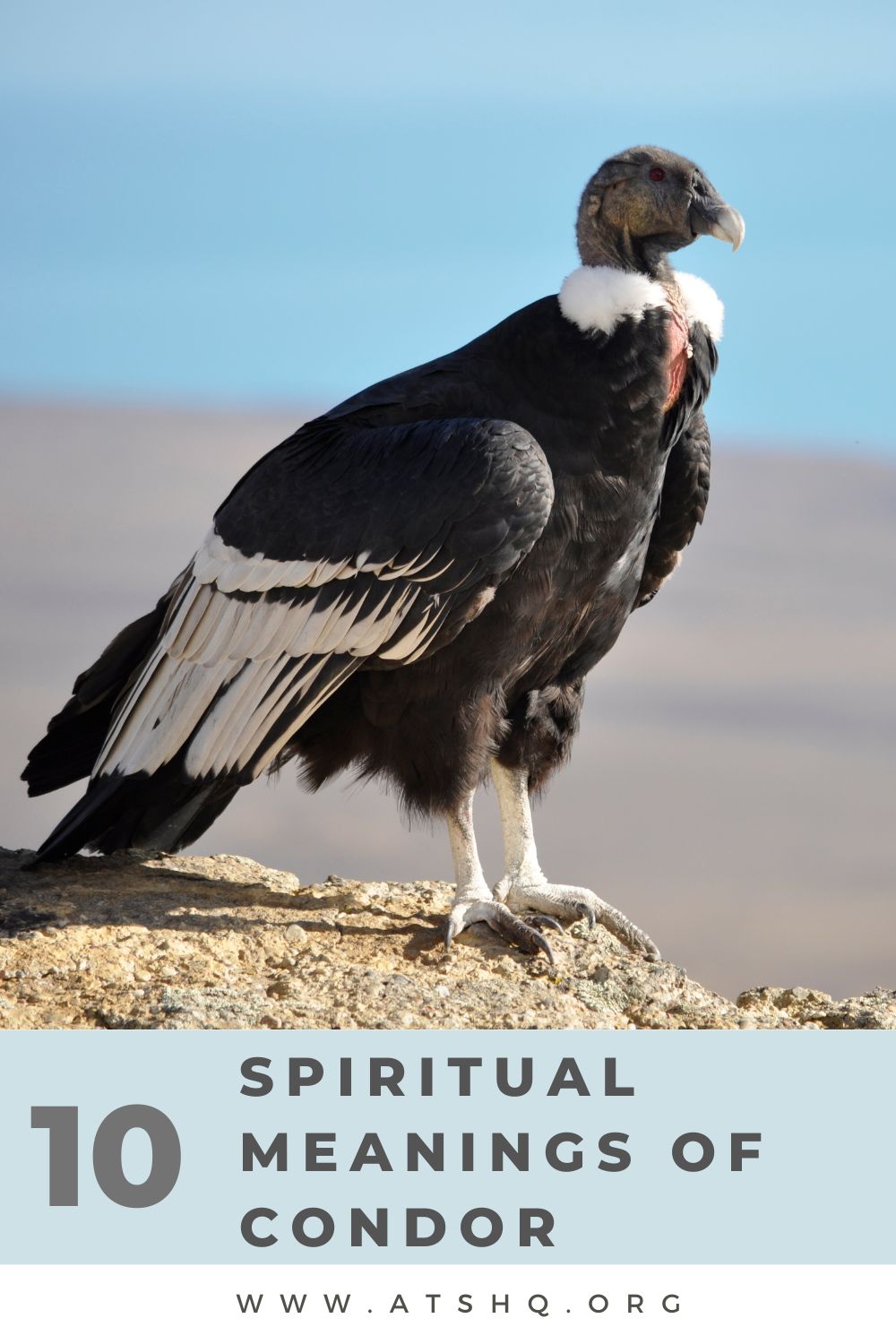 10 Spiritual Meanings of Condor