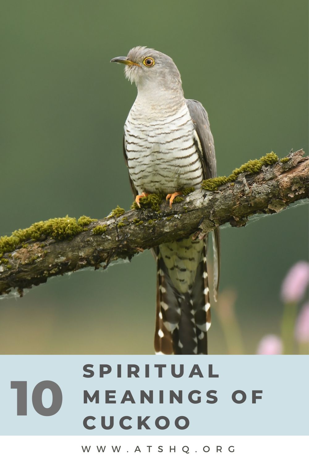 10 Spiritual Meanings of Cuckoo