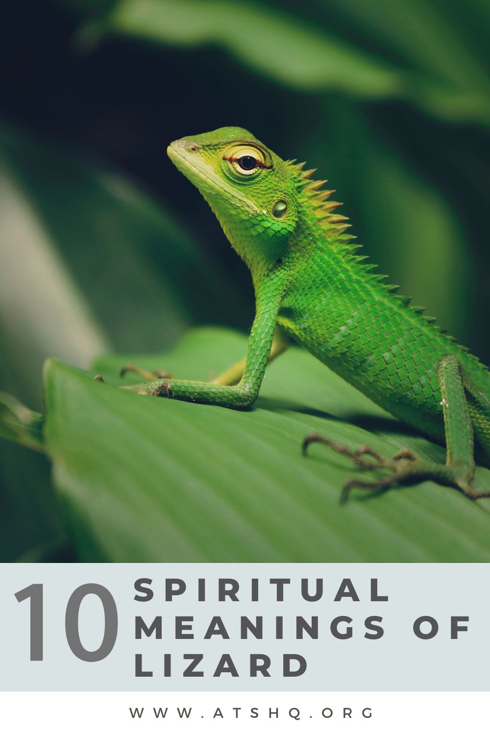 10 Spiritual Meanings of Lizard