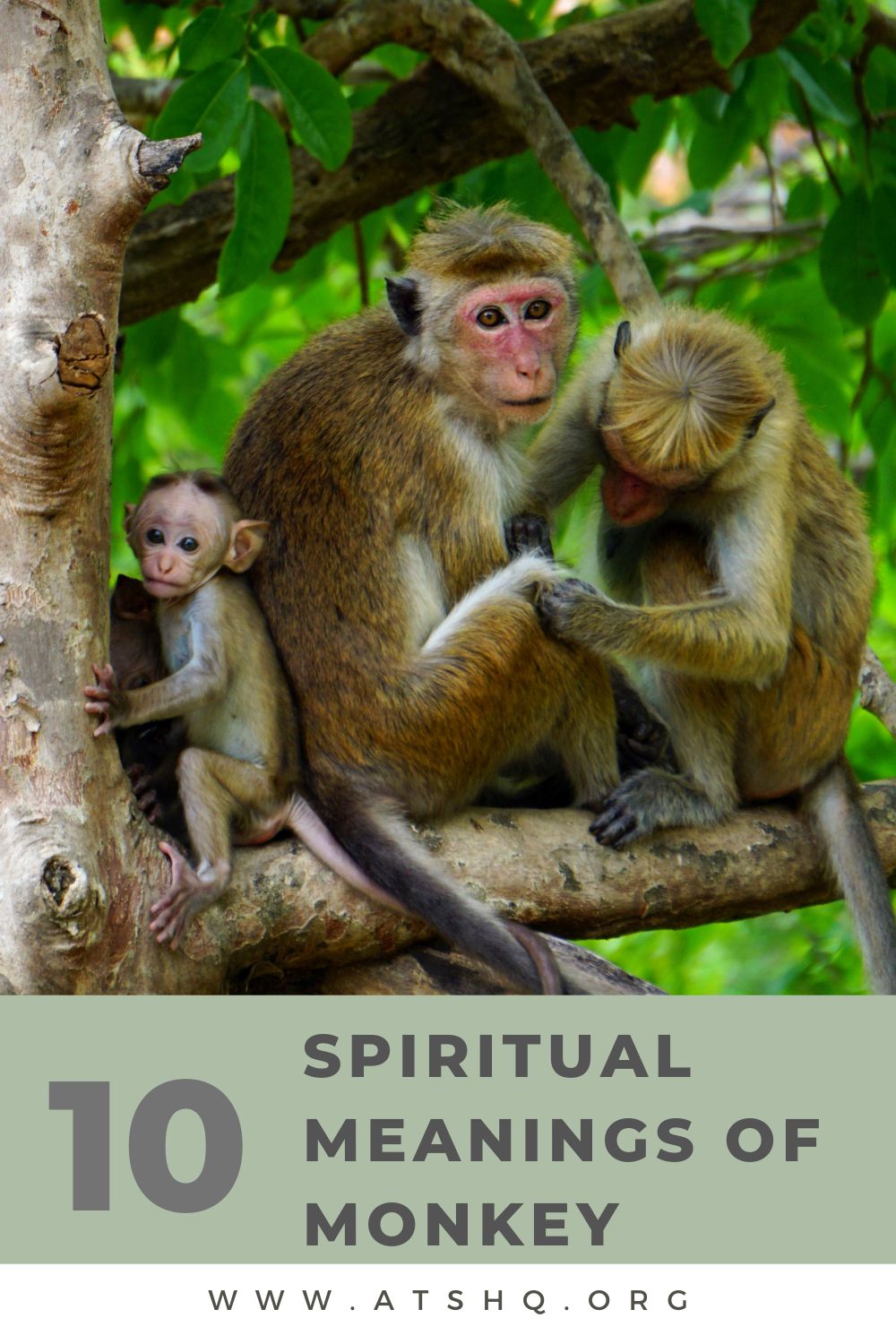 10 Spiritual Meanings of Monkey