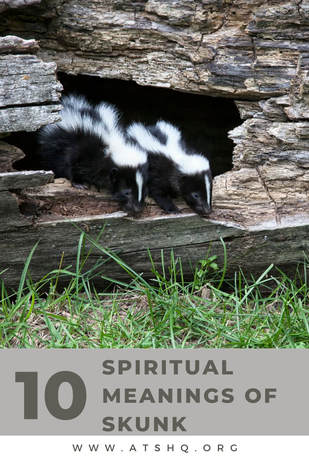 Skunk Symbolism: 10 Spiritual Meanings of Skunk