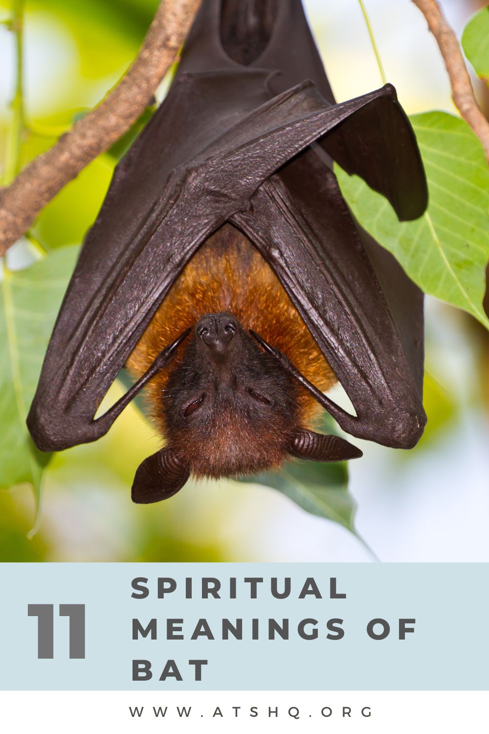 11 Spiritual Meanings of Bat