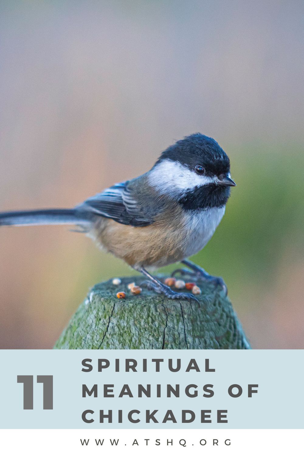 11 Spiritual Meanings of Chickadee