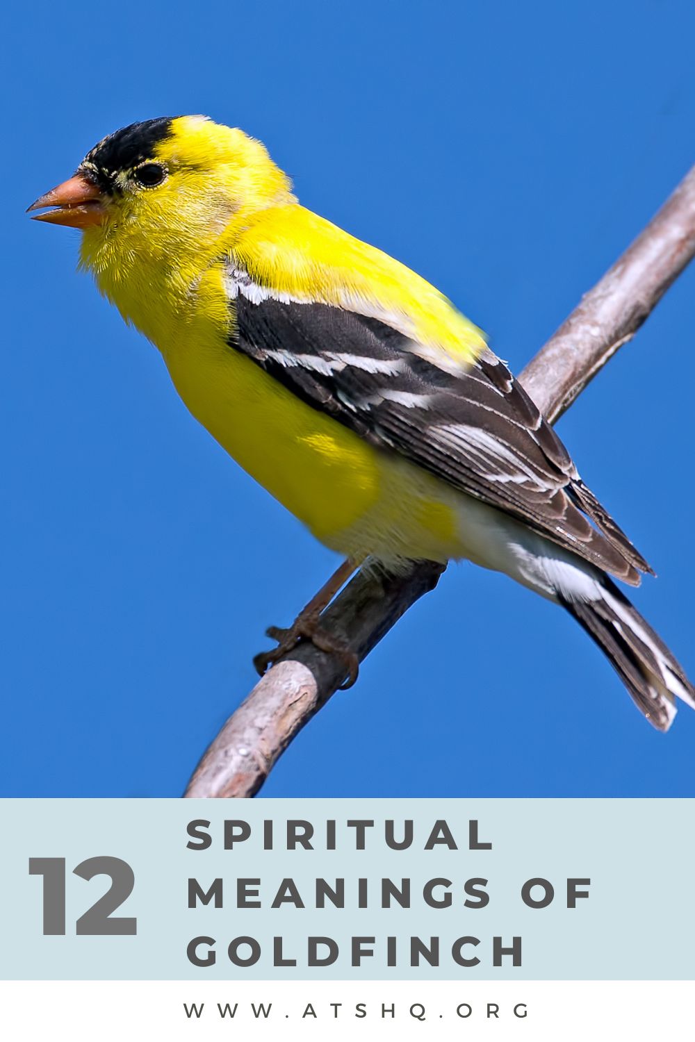12 Spiritual Meaning of Goldfinch