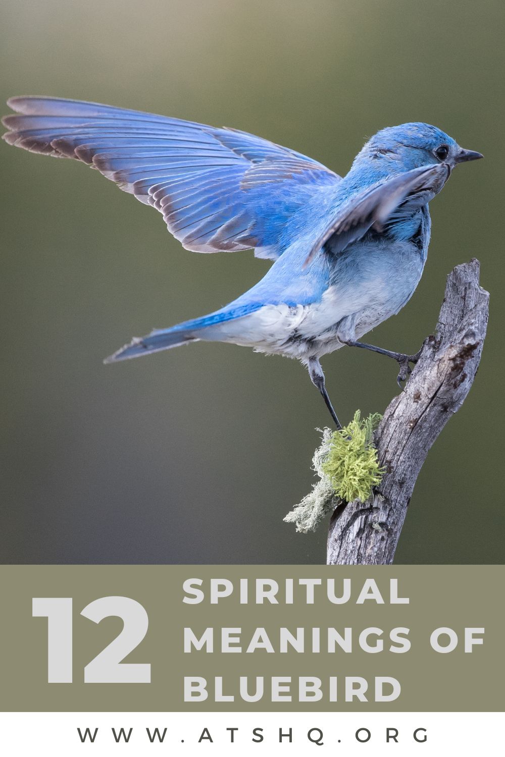 12 Spiritual Meanings of Bluebird