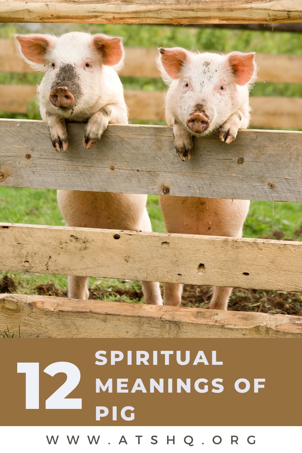 Pig Symbolism: 12 Spiritual Meanings of Pig