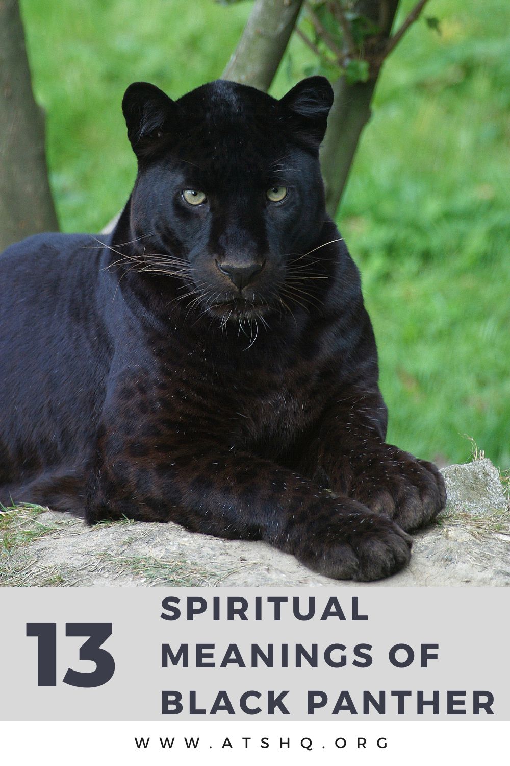 Black Panther Symbolism: 13 Spiritual Meanings Of Black Panther