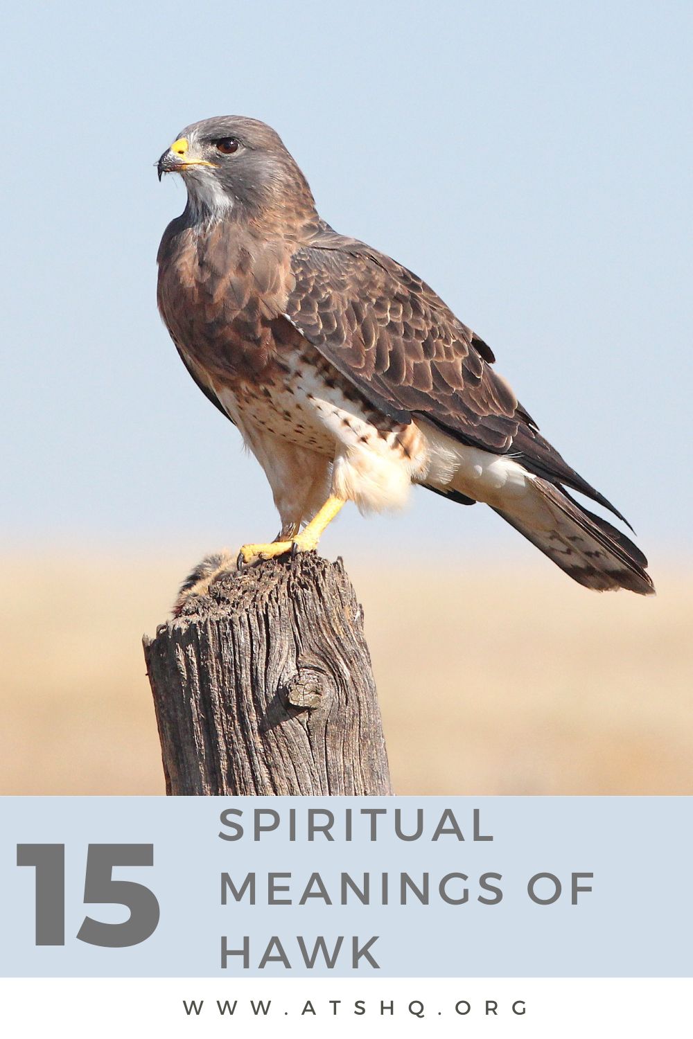 15 Spiritual Meanings Of Hawk