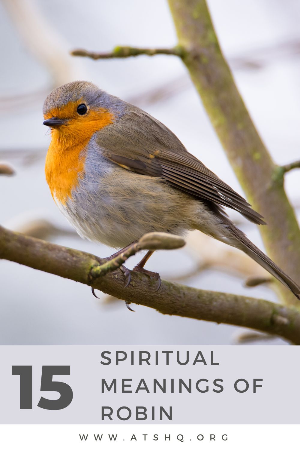 15 Spiritual Meanings Of Robin