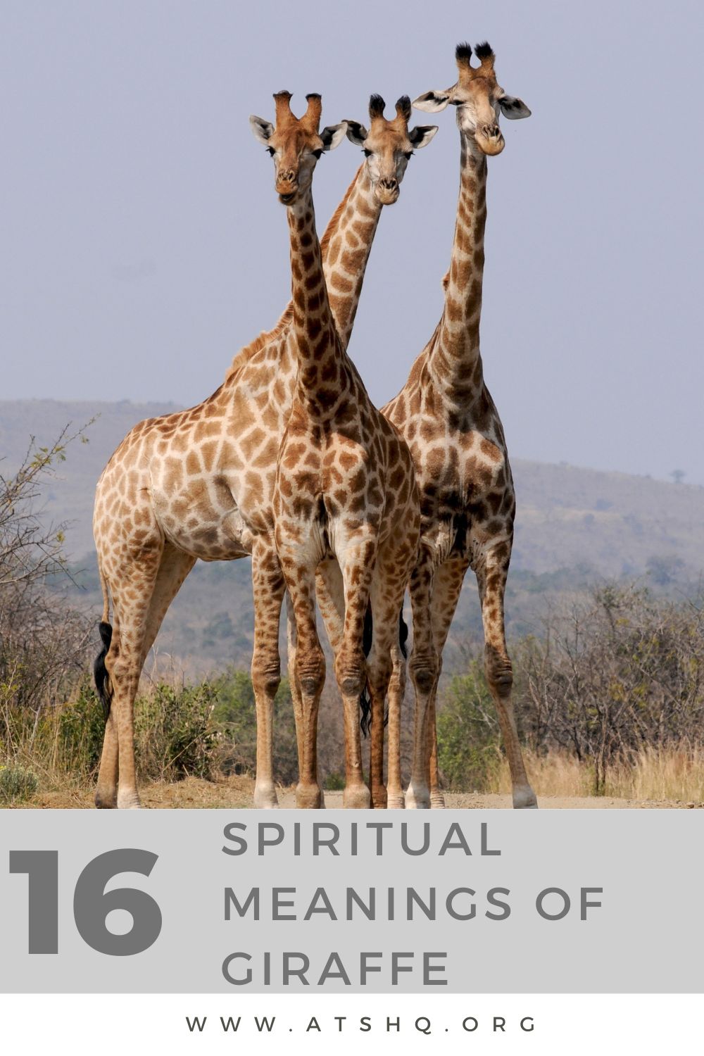 16 Spiritual Meanings Of Giraffe