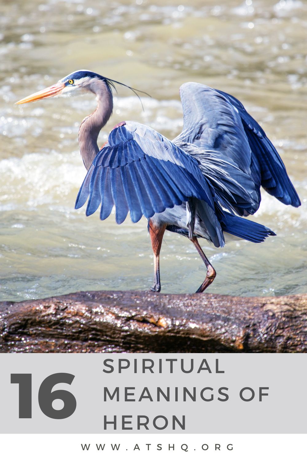 Heron Symbolism: 16 Spiritual Meanings Of Heron