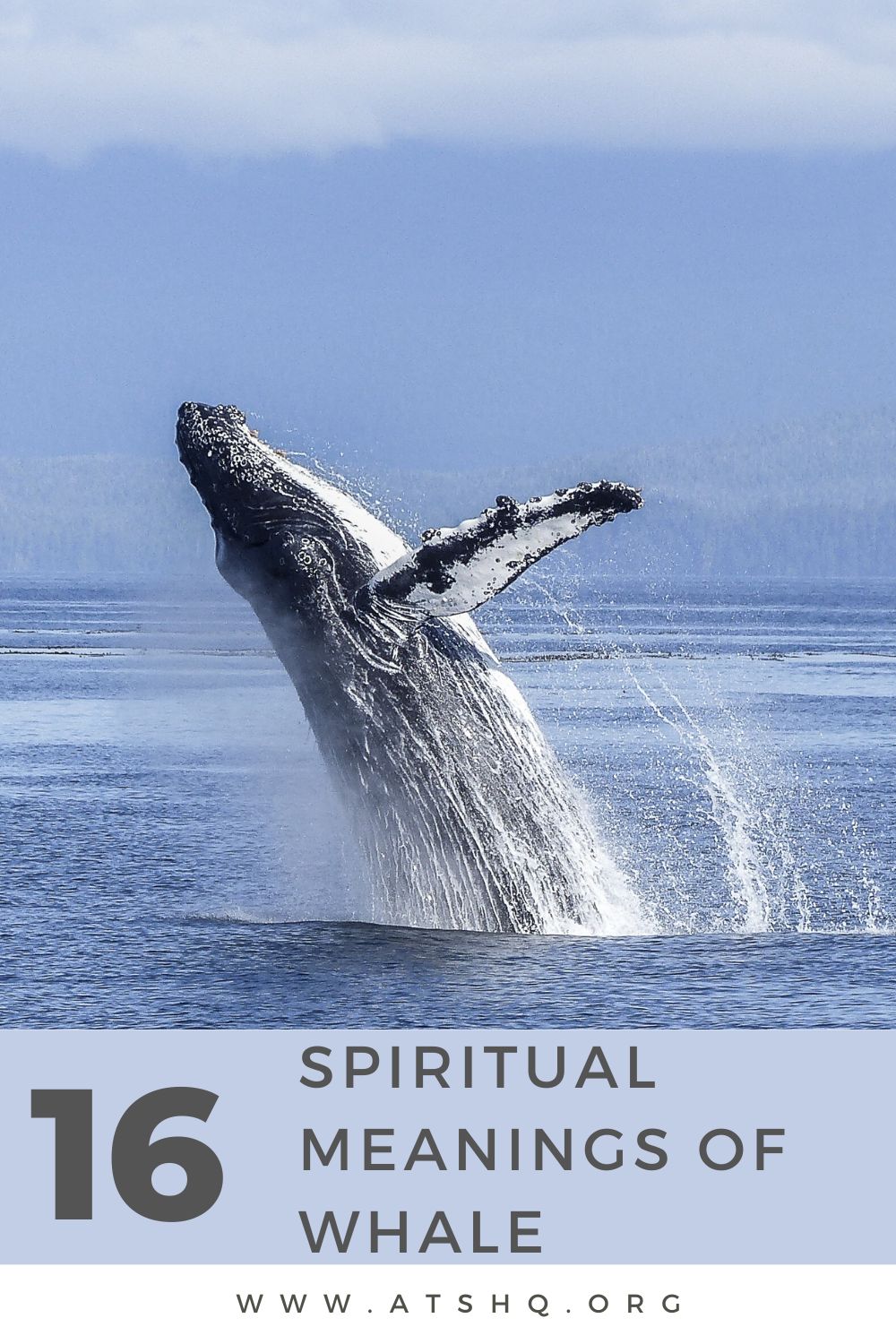 16 Spiritual Meanings Of Whale