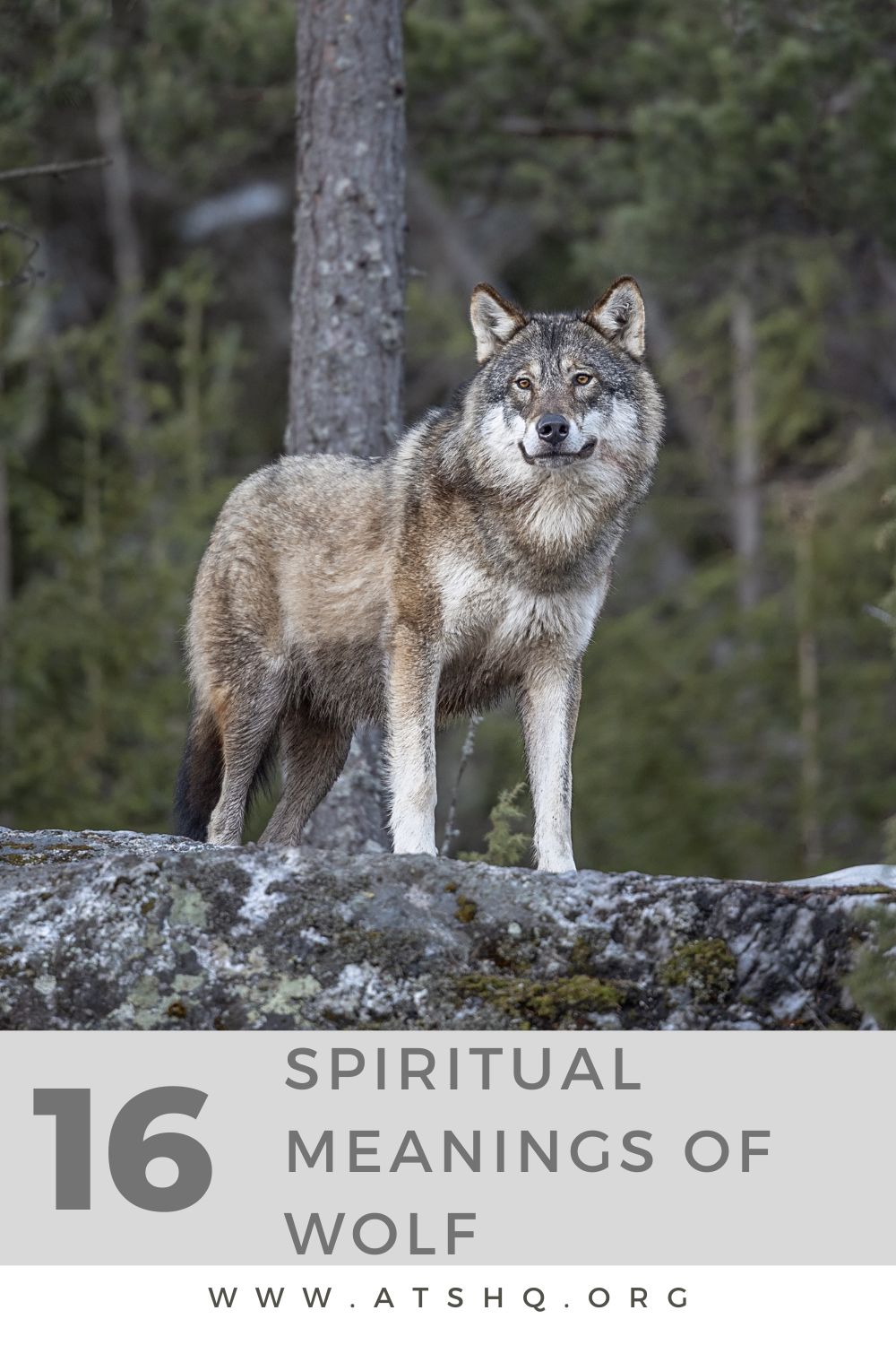 16 Spiritual Meanings Of Wolf