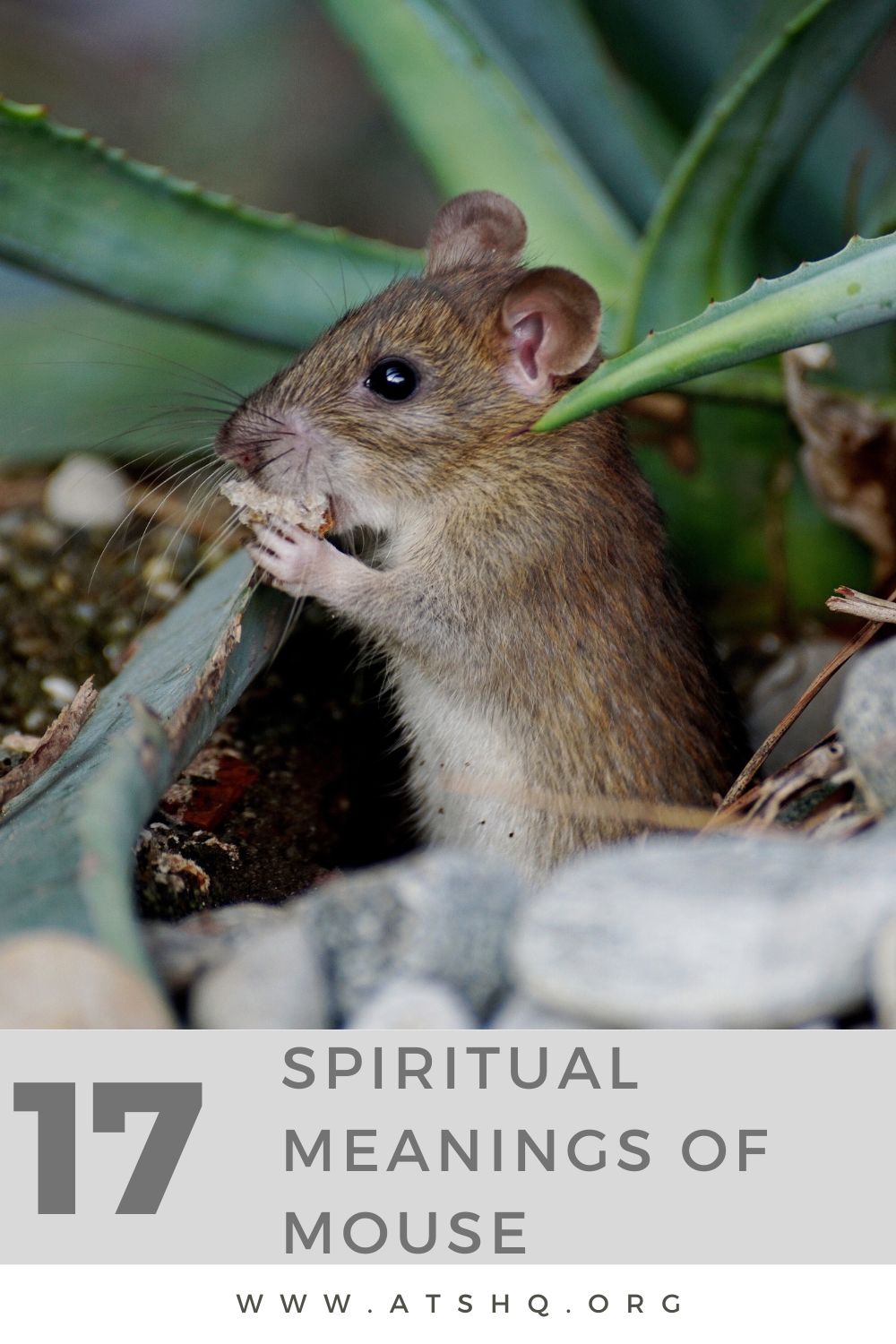 17 Spiritual Meanings Of Mouse