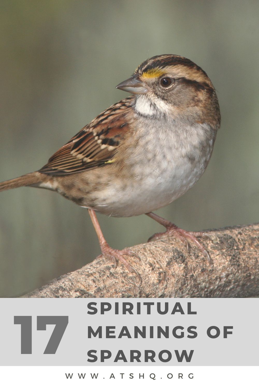 17 Spiritual Meanings of Sparrow