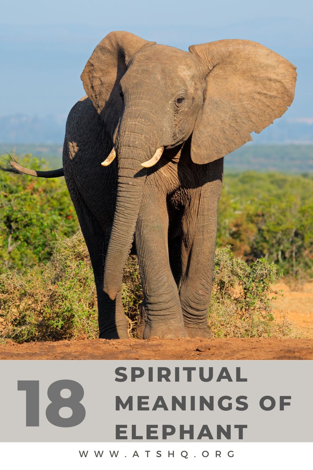 Elephant Symbolism: 18 Spiritual Meanings Of Elephant