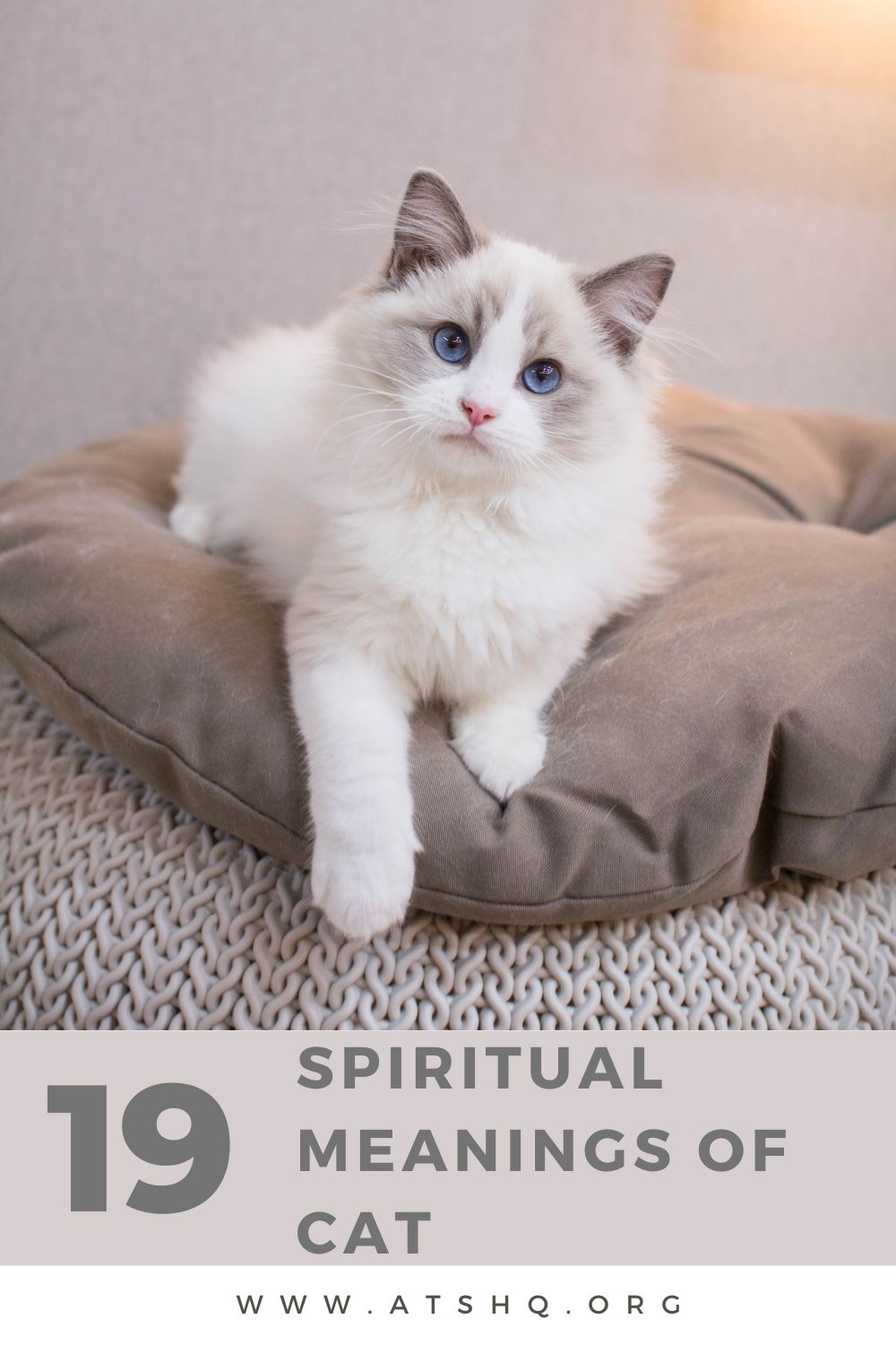 Cat Symbolism: 19 Spiritual Meanings Of Cat