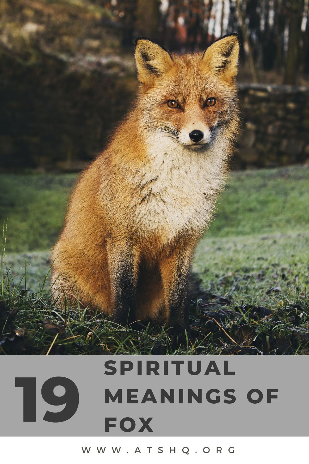19 Spiritual Meanings Of Fox