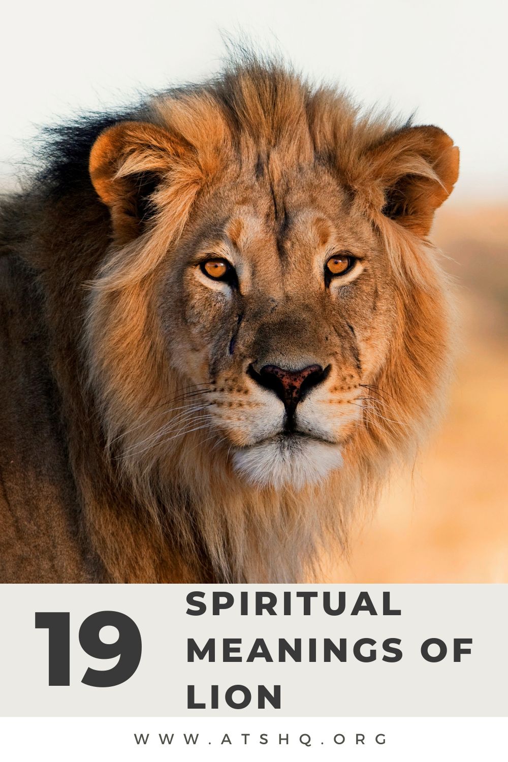 19 Spiritual Meanings Of Lion