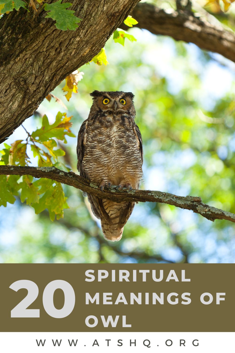 Owl Symbolism: 20 Spiritual Meanings of Owl