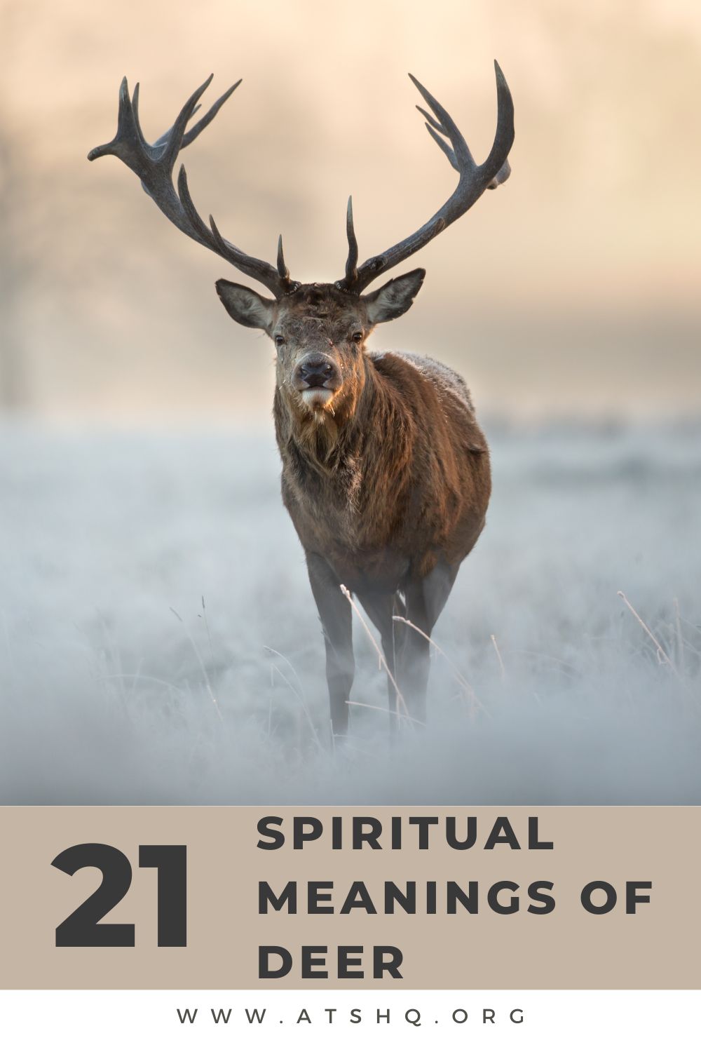 Deer Symbolism: 21 Spiritual Meanings Of Deer