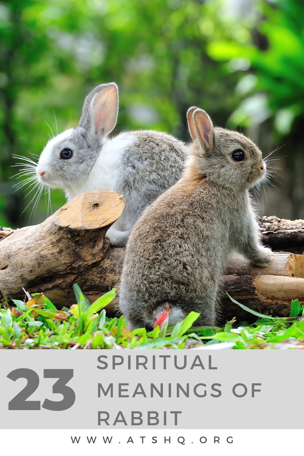 Rabbit Symbolism: 23 Spiritual Meanings Of Rabbit