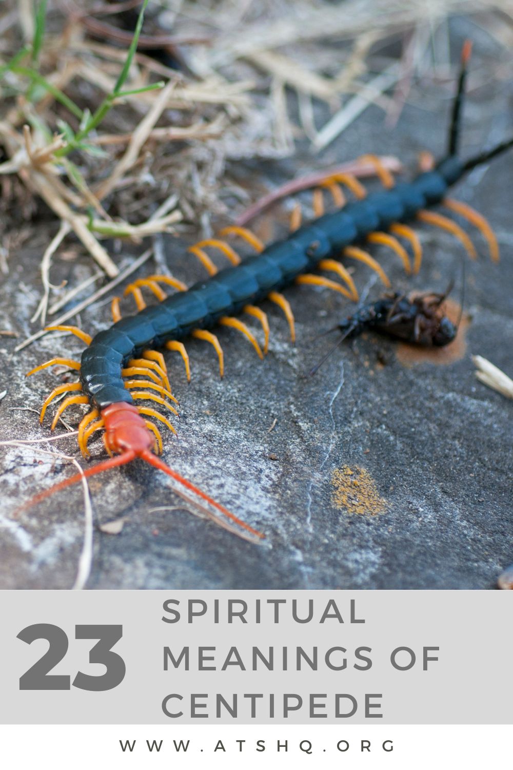 23 Spiritual Meanings Of Centipede