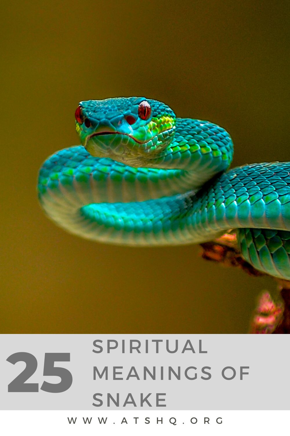 Snake Symbolism: 25 Spiritual Meanings Of Snake