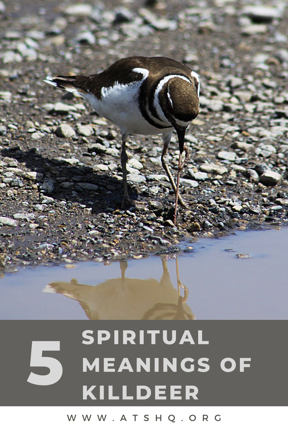 5 Spiritual Meanings of Killdeer