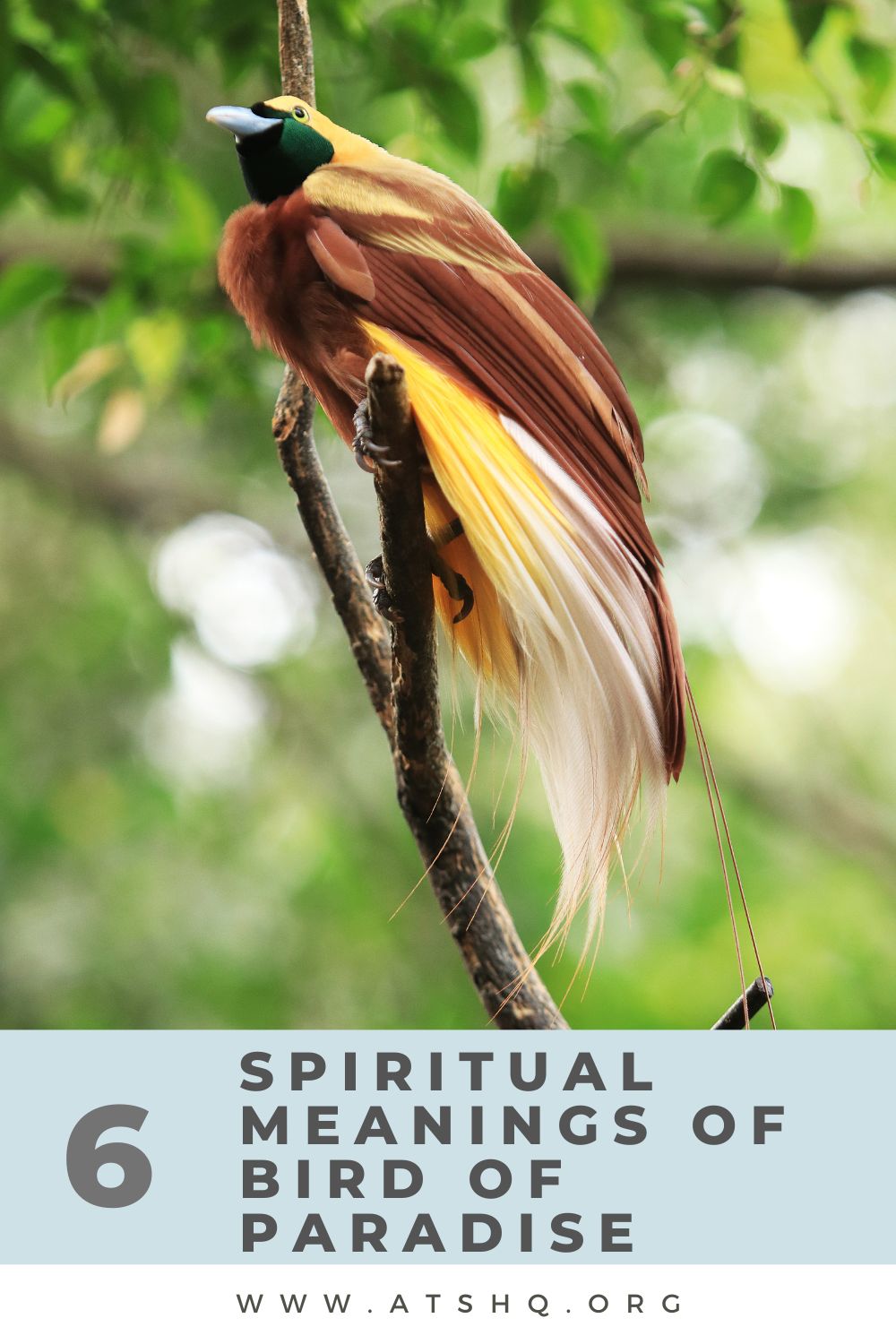 6 Spiritual Meanings of Bird of Paradise