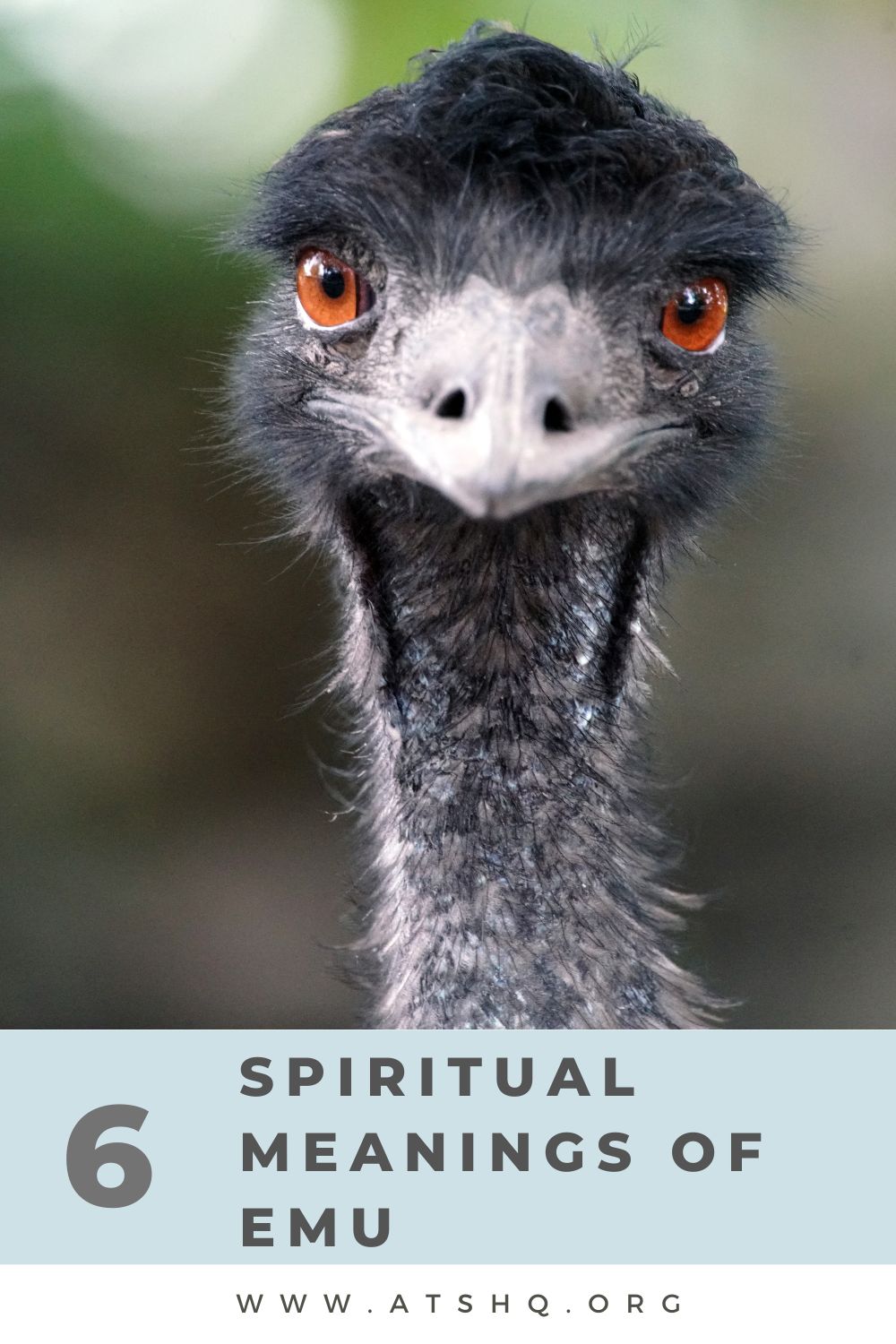 6 Spiritual Meanings of Emu
