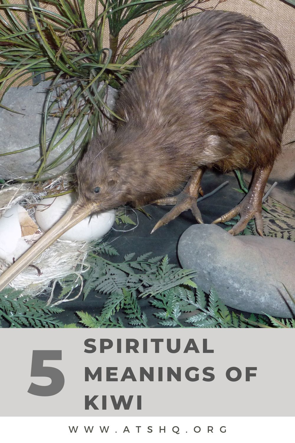 6 Spiritual Meanings of Kiwi