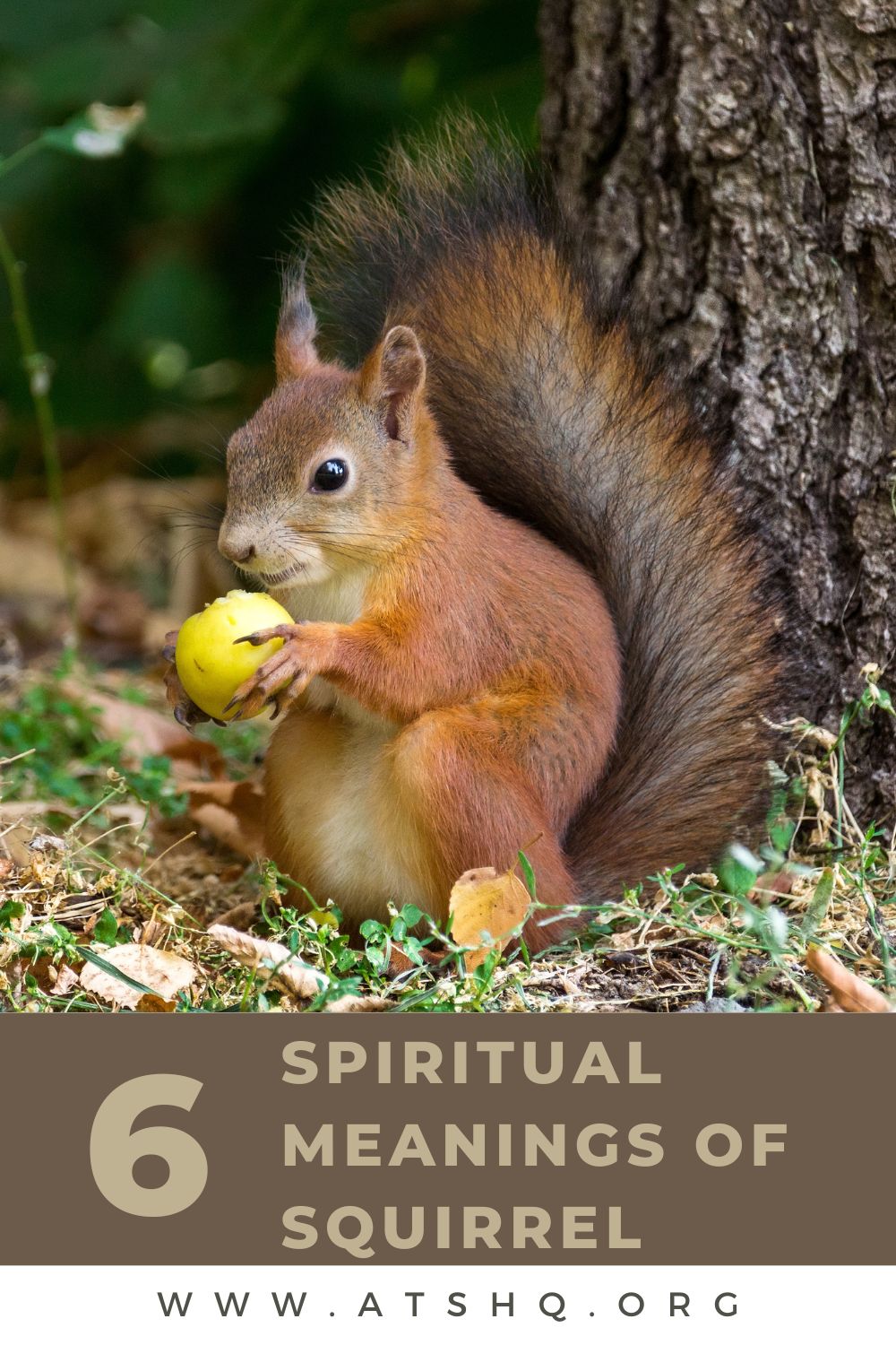 6 Spiritual Meanings of Squirrel