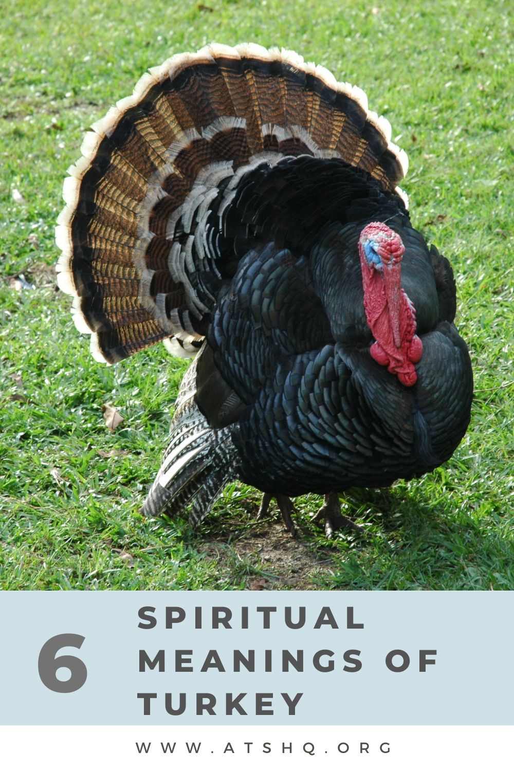 6 Spiritual Meanings of Turkey