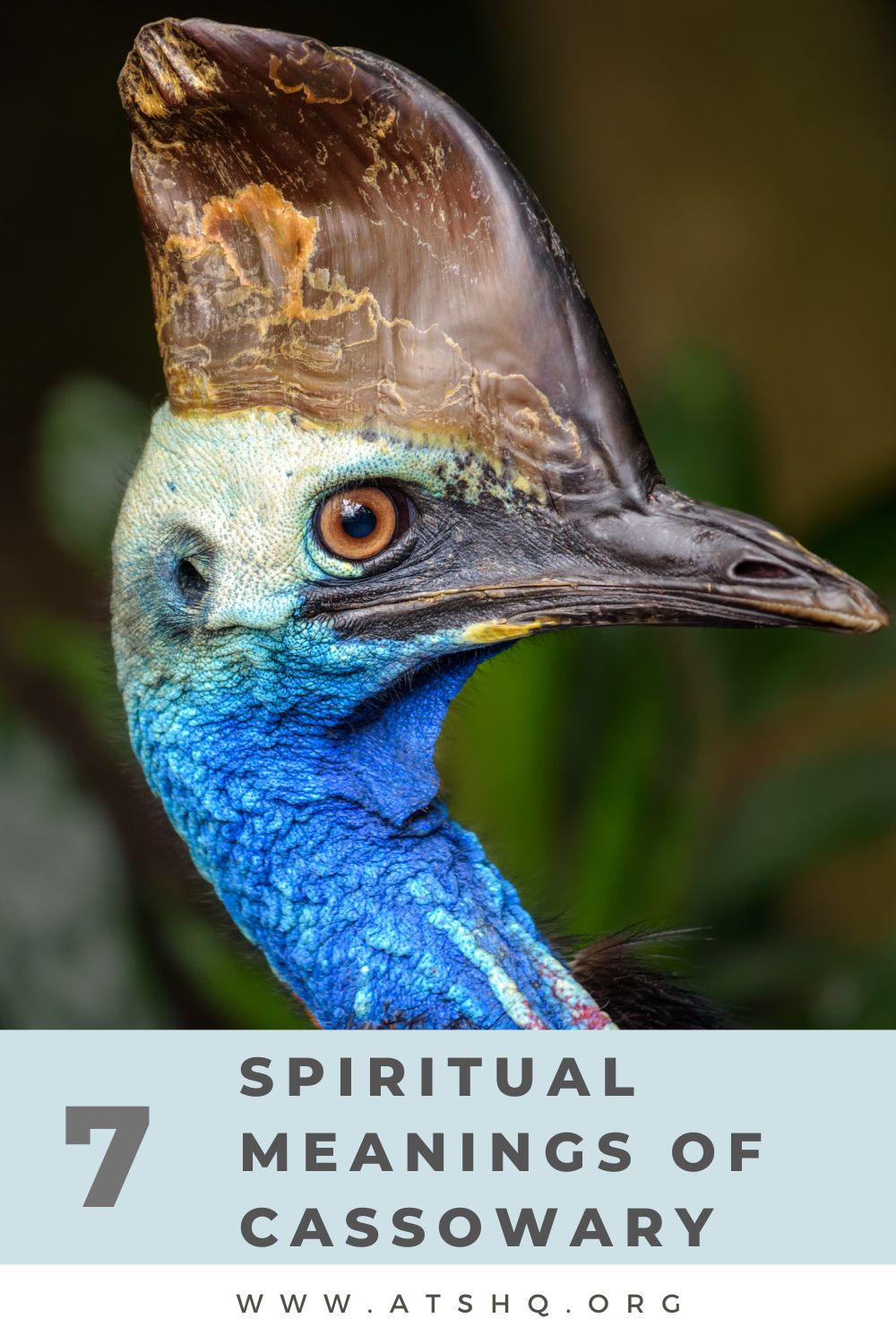 7 Spiritual Meanings of Cassowary