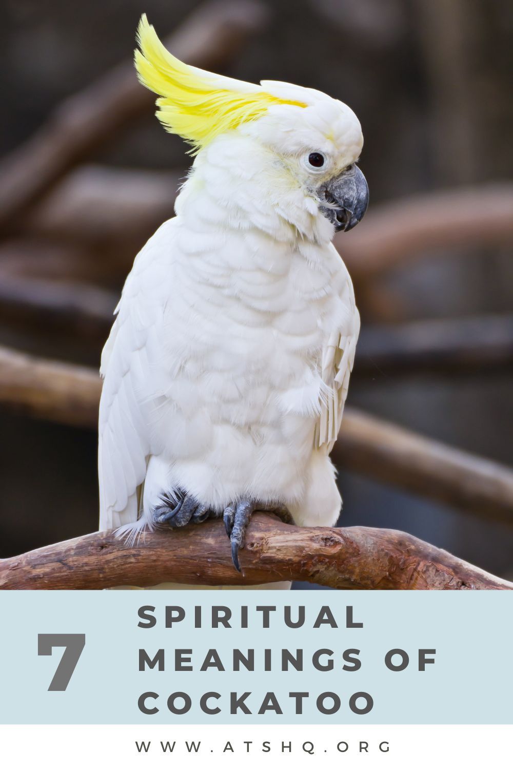 7 Spiritual Meanings of Cockatoo