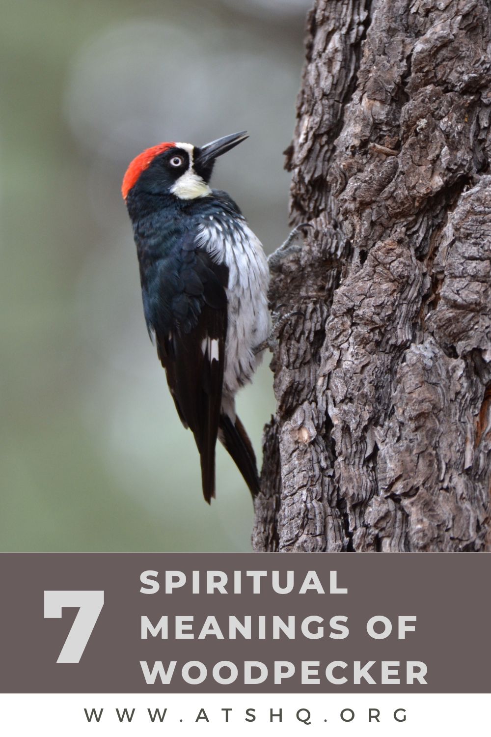 7 Spiritual Meanings of Woodpecker