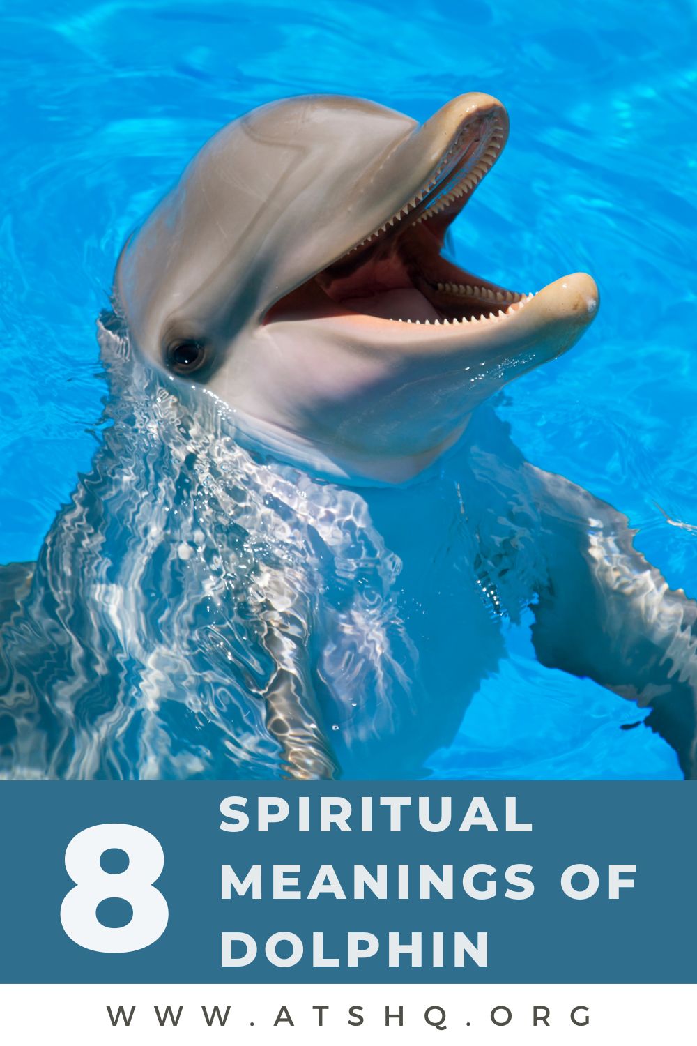 8 Spiritual Meanings of Dolphin