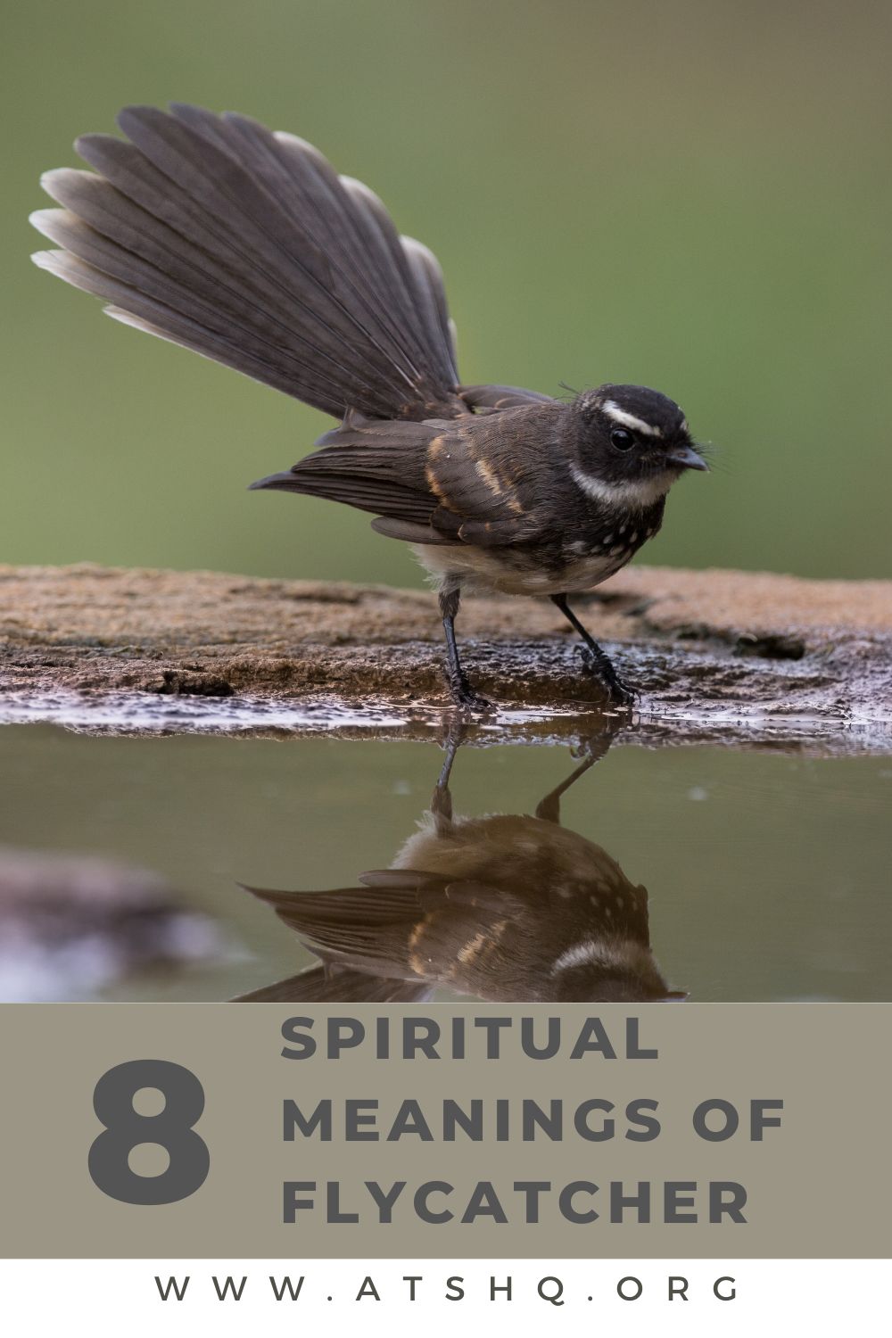8 Spiritual Meanings of Flycatcher