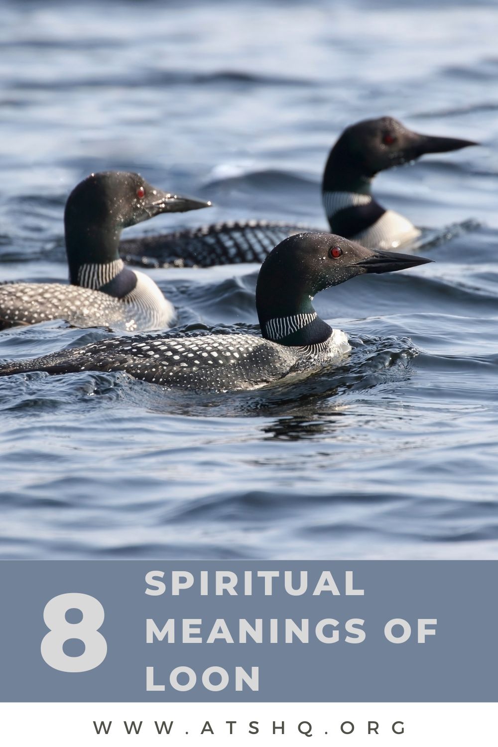 8 Spiritual Meanings of Loon