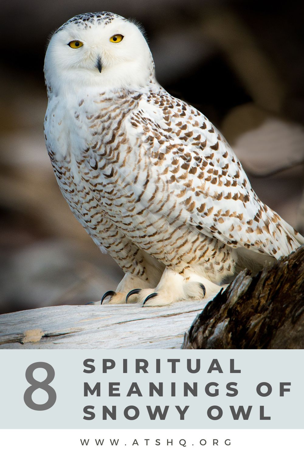 8 Spiritual Meanings of Snowy Owl