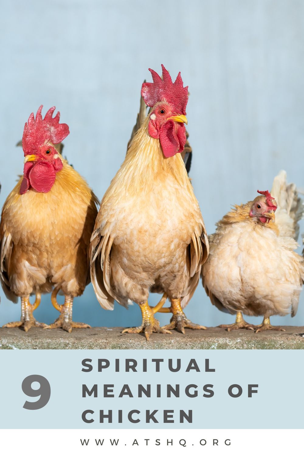 9 Spiritual Meanings of Chicken