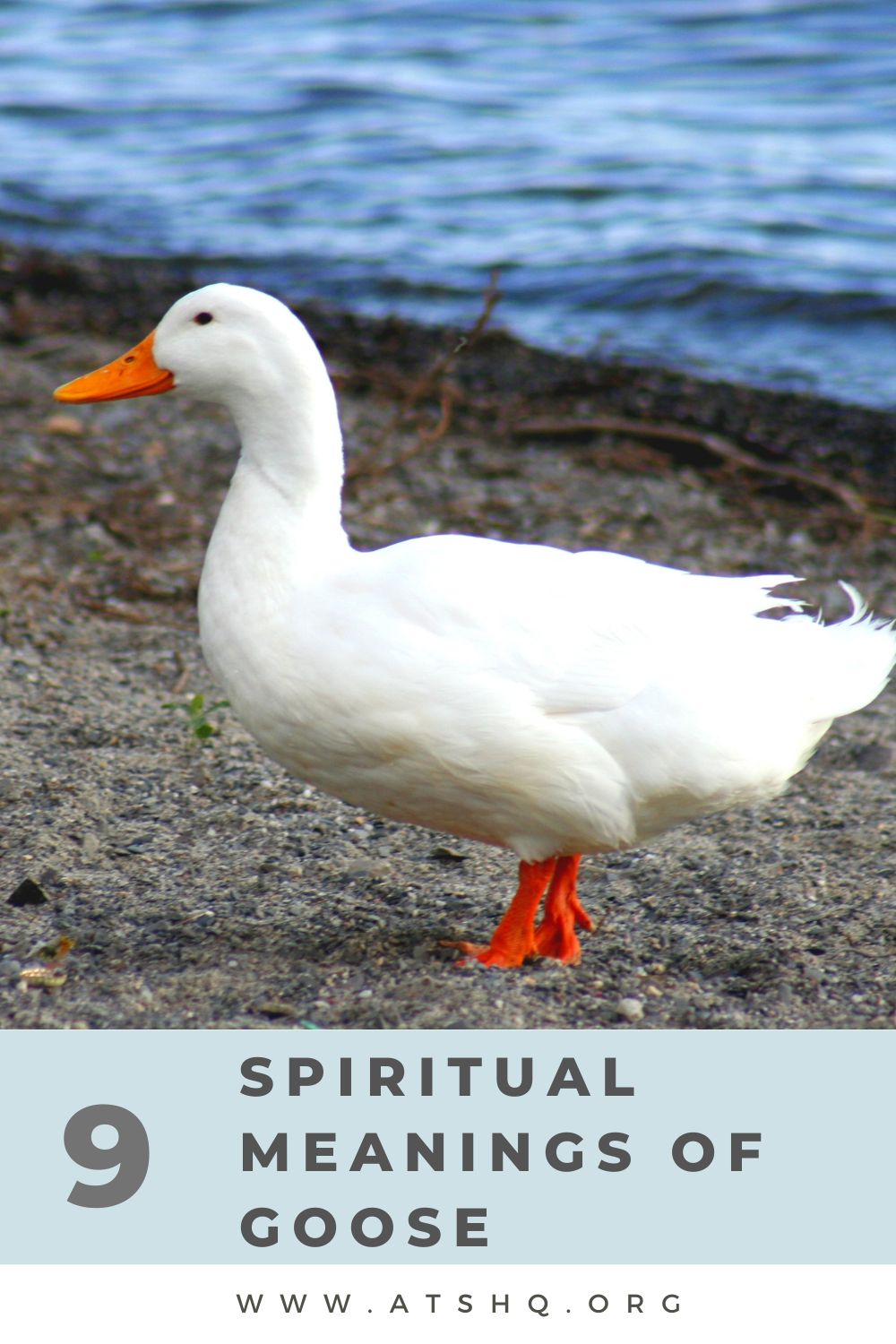9 Spiritual Meanings of Goose