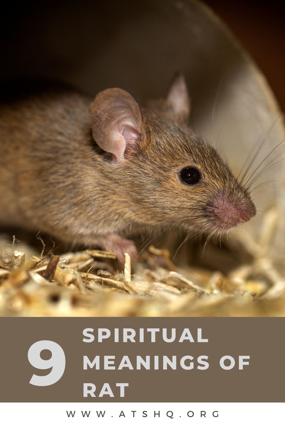 Rat Symbolism: 9 Spiritual Meanings of Rat