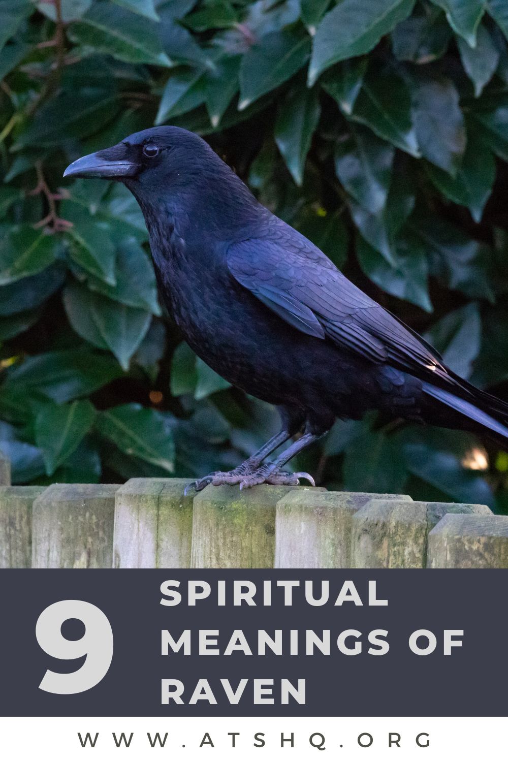 9 Spiritual Meanings of Raven