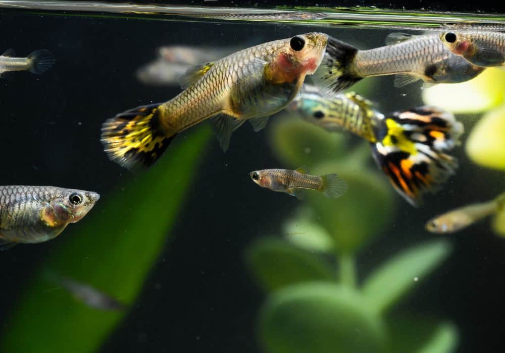 Add smaller fish to keep your guppies company