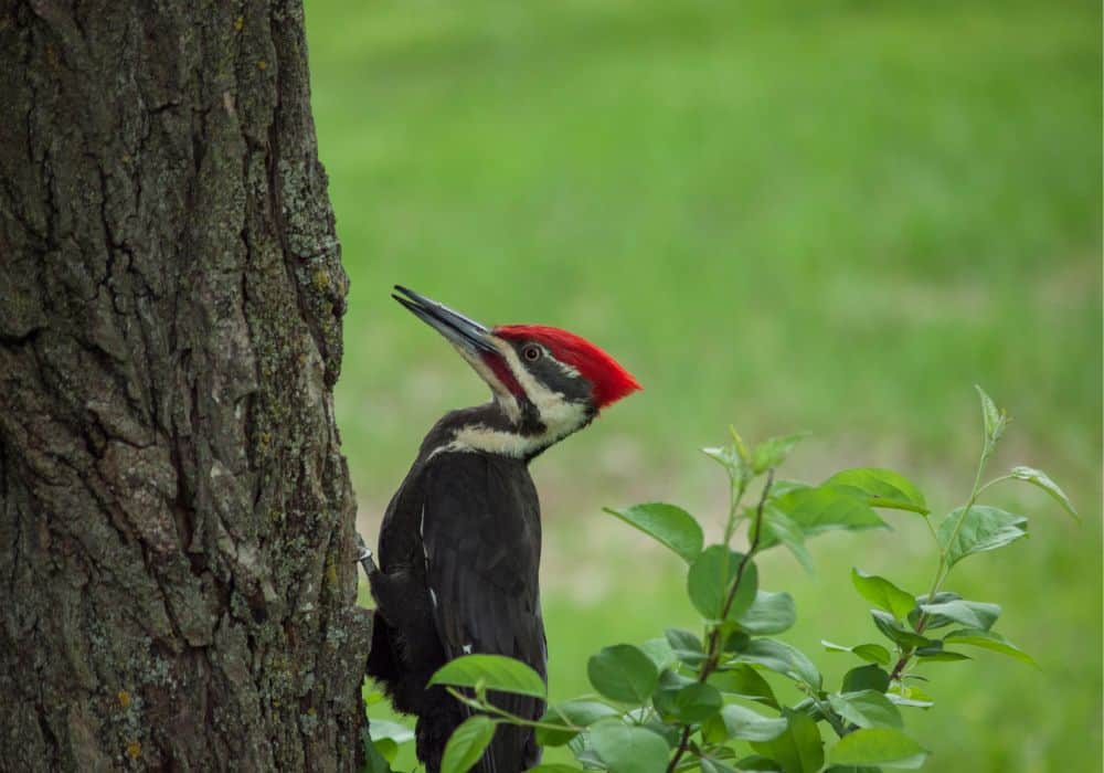 Appearance of Woodpeckers